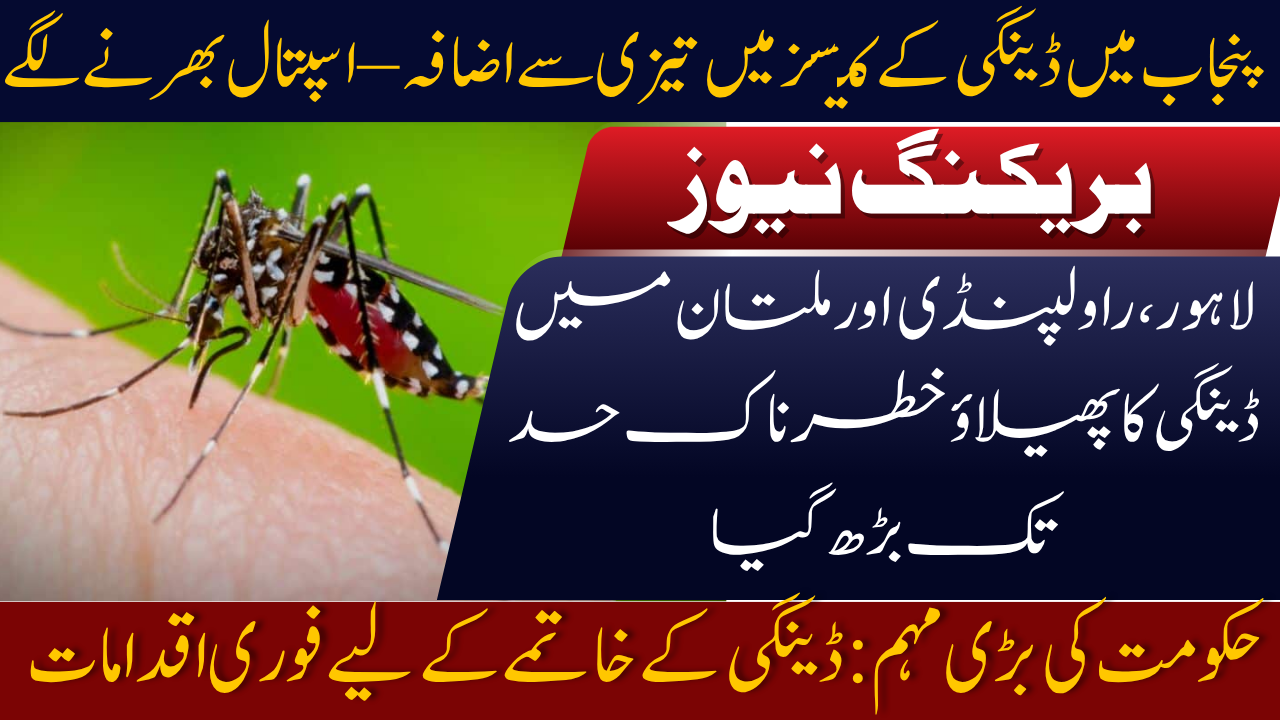 Dengue Cases