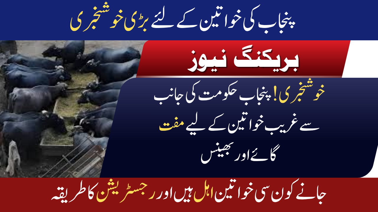 Free Cows & Buffaloes for South Punjab’s Rural Women